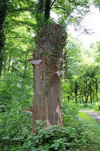 Trees growing in forest