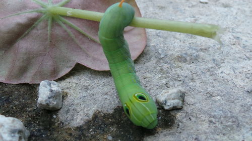 Close-up of green lizard on leaf