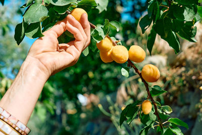 Woman's hand pick a ripe apricot on branch with apricots hanging on a tree in garden in summer day. 