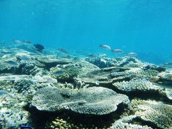 Fish swimming in sea