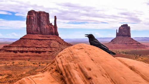 Scenic view of monument valley with bird