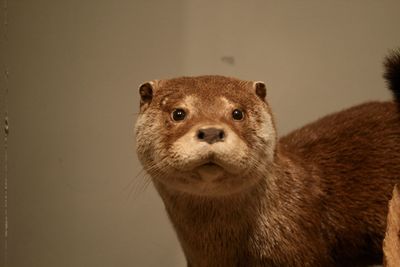 Close-up portrait of monkey