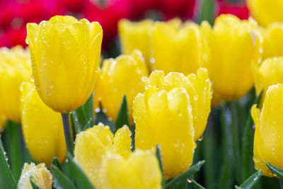 Close-up of yellow tulip