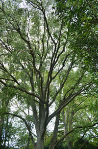 Low angle view of trees in forest