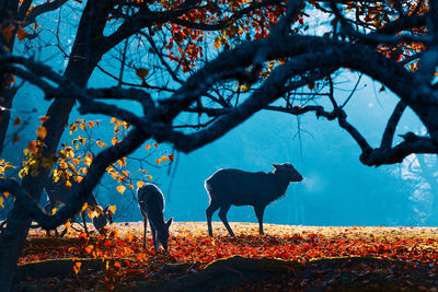 Deer standing on field