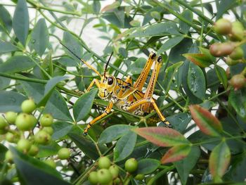 Close-up of insect on plant
