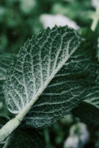 Close-up of frosted leaf