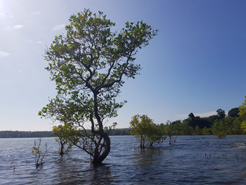 Tree by lake against clear sky