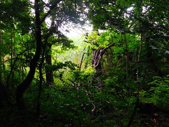 Trees in forest