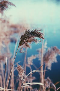 Close-up of plant against sky