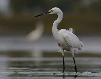 Bird perching in lake