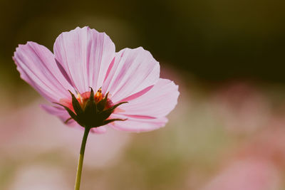 Close-up of pink flower