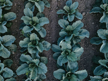 Full frame shot of plants