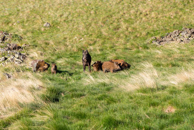 Wild boar family in mountain meadow with green grass