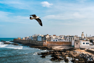 Single seagull flying across a view of the medina of essaouira, morocco.