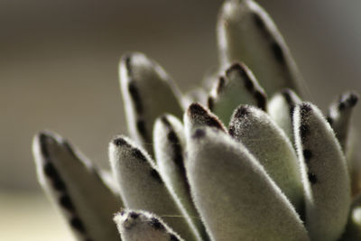 Close-up of plant against white background