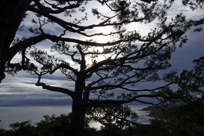 Low angle view of silhouette tree against sky