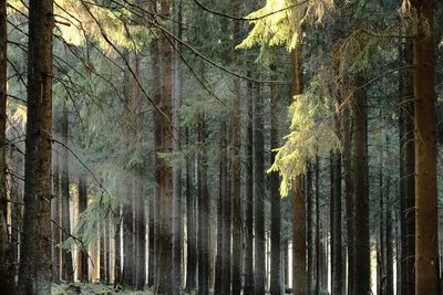 Trees in forest