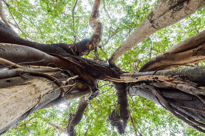 Low angle view of tree in forest