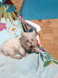 Dog relaxing by swimming pool