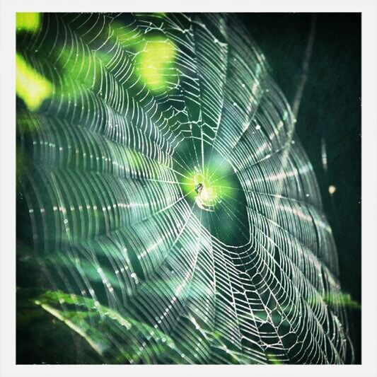 spider web, animal themes, transfer print, one animal, natural pattern, auto post production filter, wildlife, animals in the wild, close-up, pattern, nature, spider, low angle view, outdoors, beauty in nature, focus on foreground, no people, day, backgrounds, green color