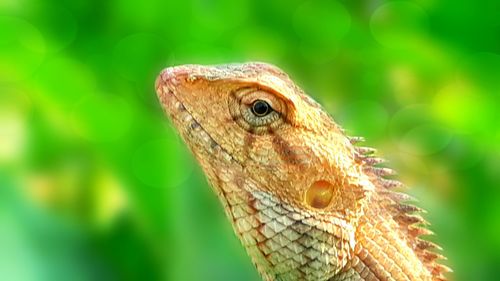 Close-up of a lizard