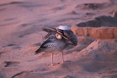 Close-up of seagull perching on rock