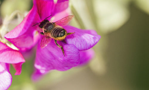 Close-up of bee pollinating on pink flower