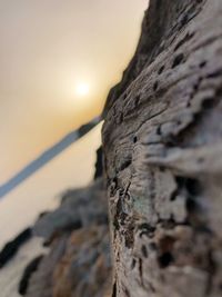 Close-up of lizard on tree trunk during sunset