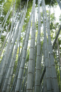 Low angle view of bamboo trees in forest