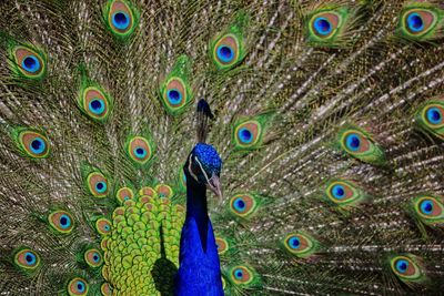 Full frame shot of peacock