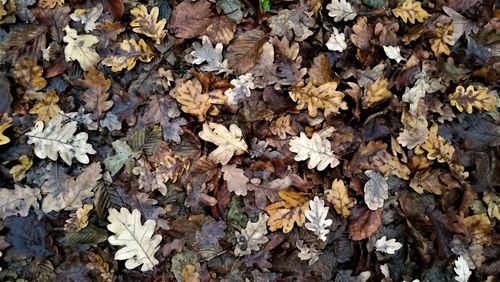 High angle view of maple leaves fallen on tree