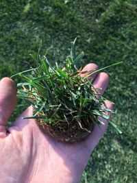 Close-up of hand holding plant