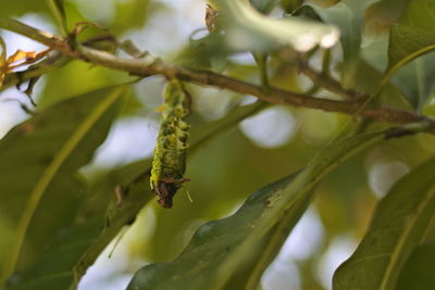 Close-up of insect on plant