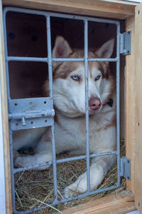 View of dogs in cage