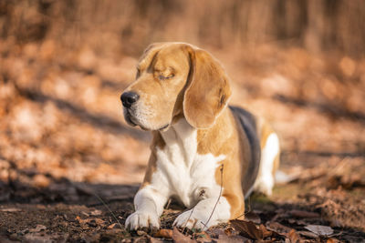 View of a dog looking away