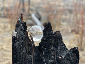 Close-up of tree stump