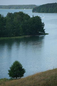 Scenic view of river by trees in forest