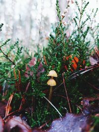 Close-up of mushroom growing on plant