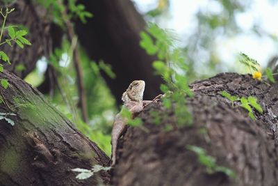 Close-up of lizard on tree trunk