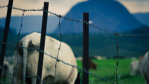 View of barbed wire fence on field