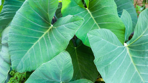 Full frame shot of leaves