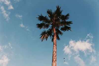 Low angle view of palm tree against sky