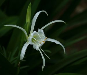 Close-up of white flowers