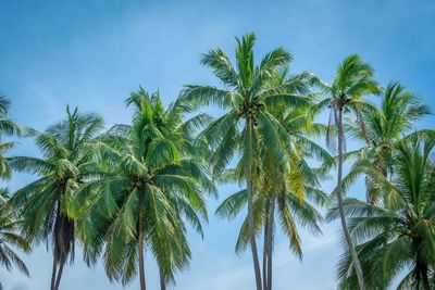 Low angle view of palm trees against sky