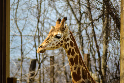 Low angle view of giraffe against sky