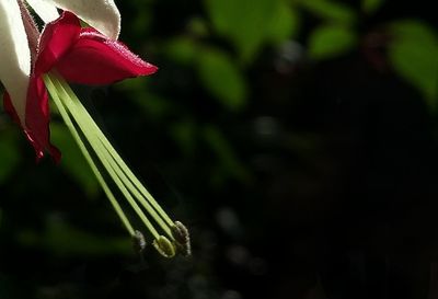 Close-up of flower against blurred background