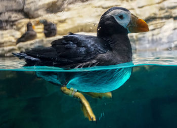 Close-up of duck swimming in lake