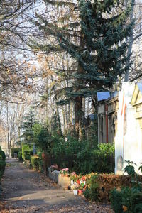 Trees in backyard