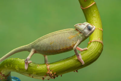 Close-up of lizard